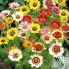 201Chrysanthemum Painted Daisy Mix Seeds White Purple Red Yellow Patiogarden Easy and Fast to Grow 201Chrysanthemum Painted Daisy Mix Seeds White Purple Red Yellow Patiogarden Easy and Fast to Grow
