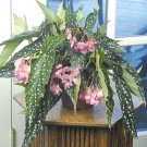 15 Seeds Angel Wing Begonia Flowers Easy and Fast to Grow 15 Seeds Angel Wing Begonia Flowers Easy and Fast to Grow