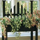 15 Seeds Ornamental Oregano House Plant Garden Flowers Easy and Fast to Grow