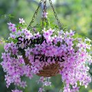 25 Seeds Light Pink Trailing Lobelia Flowers Plant Lobelia Erin Easy and Fast to Grow 25 Seeds Light Pink Trailing Lobelia Flowers Plant Lobelia Erin Easy and Fast to Grow