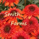 25 Seeds Moab Sunset Coneflower Seeds Echinacea Perennial Flowers Easy and Fast to Grow 25 Seeds Moab Sunset Coneflower Seeds Echinacea Perennial Flowers Easy and Fast to Grow