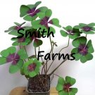 25 Seeds 4 Leaf Oxalis Flowers Two Tone Green Purple Pedals Easy and Fast to Grow
