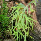 500 Spores Staghorn Fern Platycerium Bifurcatum Elkhorn Seeds Easy and Fast to Grow