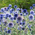 25 Blue Globe Thistle Echinops Ritro Southern Globethistle Flower Seeds Easy and Fast to Grow 25 Blue Globe Thistle Echinops Ritro Southern Globethistle Flower Seeds Easy and Fast to Grow