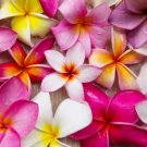 10 Mixed Colors Plumeria Seeds Lei Flower Frangipani Mix Pink Red Yellow White Easy and Fast to Grow