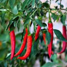 300 Thin Cayenne Pepper Hot Chili Long Green Red Slim Capsicum Vegetable Seeds Easy and Fast to Grow