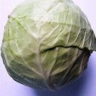 500 Copenhagen Market Early Cabbage Heirloom Brassica Oleracea Vegetable Seeds Easy and Fast to Grow