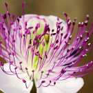 20 Caper Bush Edible Capers Flinders Rose Flower Capparis Spinosa Shrub Seeds Easy and Fast to Grow