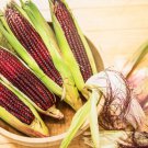 35 Bloody Butcher Red Corn Edible & Ornamental Heirloom Zea Mays Vegetable Seeds Easy and Fast to Gr
