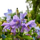 10 Violet Himalayan Poppy Meconopsis Betonicifolia Purple Hensol Flower Seeds