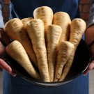 1000 Parsnip Improved Hollow Crown Pastinaca Sativa Vegetable Seeds