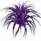 Live Color Enhanced Purple Air Plant Ionantha Guatemala Airplant USA Seller