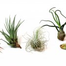 5 Pack Assorted Live Tillandsia Air Plants - Low Maintenance - Exotic Variety USA Seller 5 Pack Assorted Live Tillandsia Air Plants - Low Maintenance - Exotic Variety USA Seller