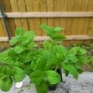 Apple mint Live Plant Grown Heirloom Gardening USA Seller