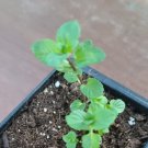 After Eight Chocolate Mint Starter live Plant Heirloom USA Seller