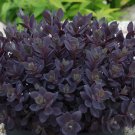 Sedum ‘Plum Dazzled’ - Hardy Succulent - Live Plant - USA Seller