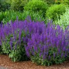Salvia 'Caradonna' - Meadow Sage - Live Starter Plant - USA Seller