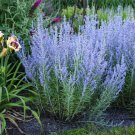 Perovskia - Russian Sage 'Little Spire' - Live Starter Plant USA Seller