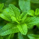 Organic Spearmint Plant - Herb- Mentha spicata - Live Starter Plant USA Seller