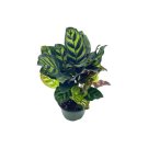 Calathea Makoyana, Peacock Plant, 4 inch Pot, Cathedral Calathea, Prayer Plant USA Seller