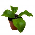 Hoya Quinquenervia 2 inch Gardening USA Seller