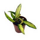 Variegated Wayetii Hoya Tricolor in a 2 inch Pot Gardening USA Seller