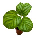 Calathea Orbifolia in a 2 inch Pot Gardening USA Seller