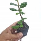 Escallonia Laevis Evergreen Shrub Pink Princess in 2" Pot - USA Seller