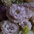 Lisianthus Live Plant, Healthy Starter, Mother Day Edition (Chateau Blue 2 Plant) USA Seller