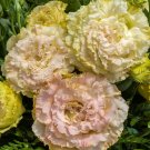 Lisianthus Live Plant, Healthy Starter, Mother Day Edition (Voyage II Champagne) USA Seller