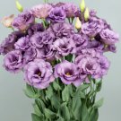 Lisianthus Live Plant, Healthy Starter, Mother Day Edition (Elle III Lilac Shades) USA Seller