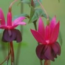 Fuchsia Plant Live | Hummingbird Plant | Mother Day Gift (Blacky) USA Seller