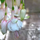 Fuchsia Plant Live | Hummingbird Plant | Mother Day Gift (Annabelle White) USA Seller