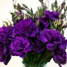 Lisianthus Live Plant, Well Rooted Plugs, Wonderful Color Collections (Megalo III Violet) USA Seller