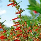 Firecracker / Mexican Cigar Plant, Cuphea Ignea David Verity USA Seller