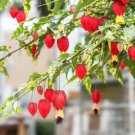 Variegated Chinese Lantern Abutilon /Rare Flowering Maple Live Plant Well-rooted USA Seller