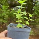 Herb Live Plant Collection, Organically Grown For Herb Garden & Herb Lover (Stingig Nettle)