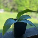 Herb Live Plant Collection, Organically Grown For Herb Garden & Herb Lover (Comfrey)
