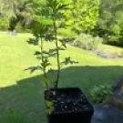 Herb Live Plant Collection, Organically Grown For Herb Garden & Herb Lover (Mugwort)