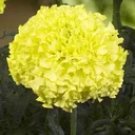 Rare Marigold / Calendula Plants, Healthy Plugs Easy to Grow (Nosento Limegreen) USA Seller