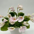 African Violet N-Rozovyj Truman (Pink Fog) Starter Plant M - USA Seller