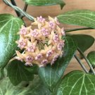 Hoya fitchii Well Rooted Plant in 3 1/2” pot - USA Seller