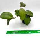 Hoya Noelle Well Rooted Plant in 3” pot -  USA Seller