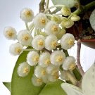 Hoya krohniana Super Silver Fragrant Young Mature Plant in 3” pot -  USA Seller