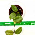 Hoya Dalton Henry Well Rooted Plant in 3 1/2” pot USA Seller