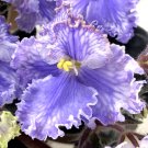 2 African Violet Leaves ~ * FEATHER (I. FREDETTE) USA Seller