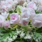 2 African Violet Leaves ~ *WATERMELON SNOW USA Seller