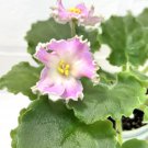 African Violet Starter AV-Zolotaya Tekila Gardening USA Seller