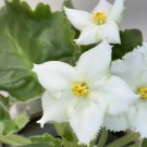 African Violet Starter Plant RM-Zolotoj Beryl Gardening USA Seller