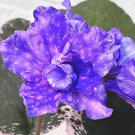African Violet Starter Plant Cajun's Blueberry Hill Variegated USA Seller